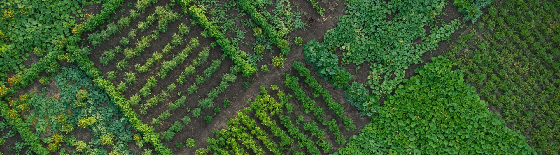 Un potager vu de dessus Un potager vu de dessus